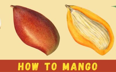 How To Mango