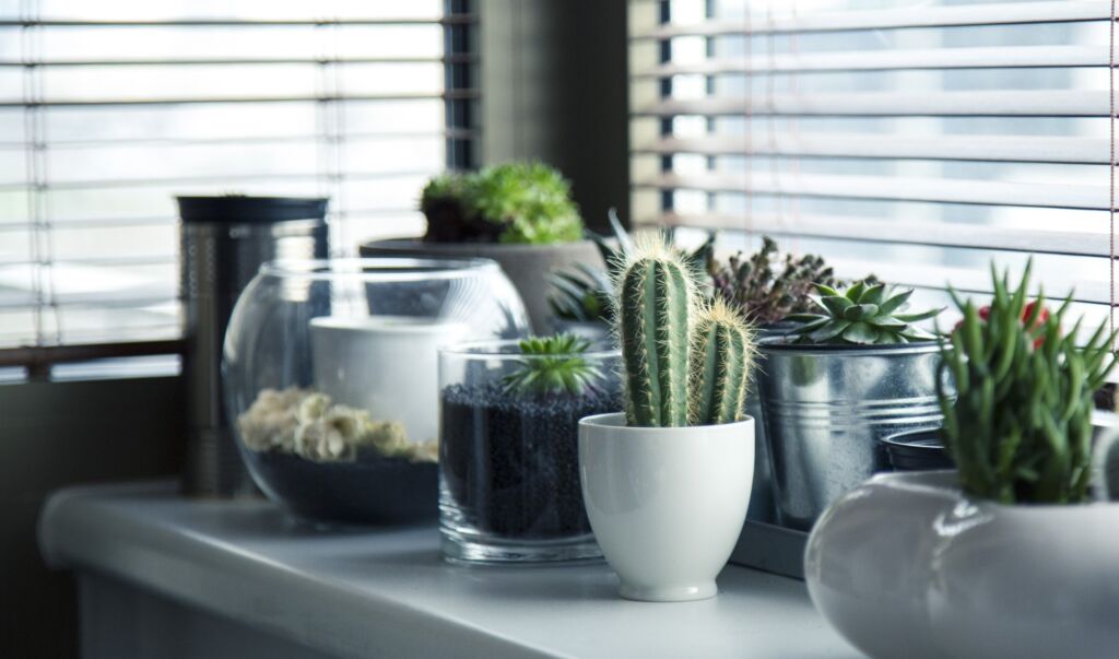 interesting mix of houseplants on counter