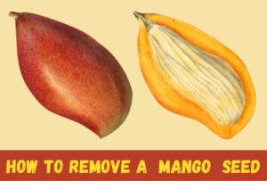 Mango seed cutaway image 