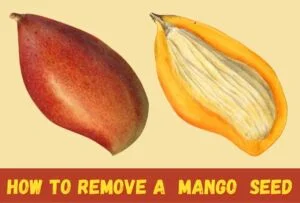 mango seed cutaway Mango seed cutaway image