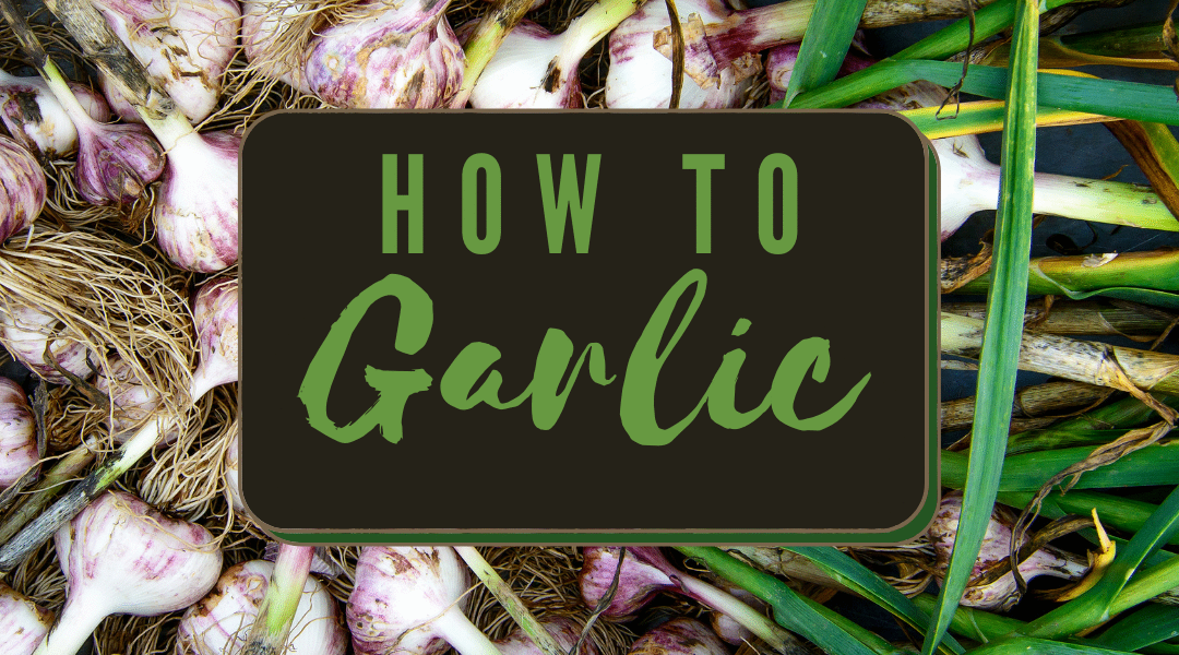How To Grow Garlic From a Clove