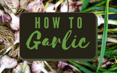 How To Grow Garlic From a Clove