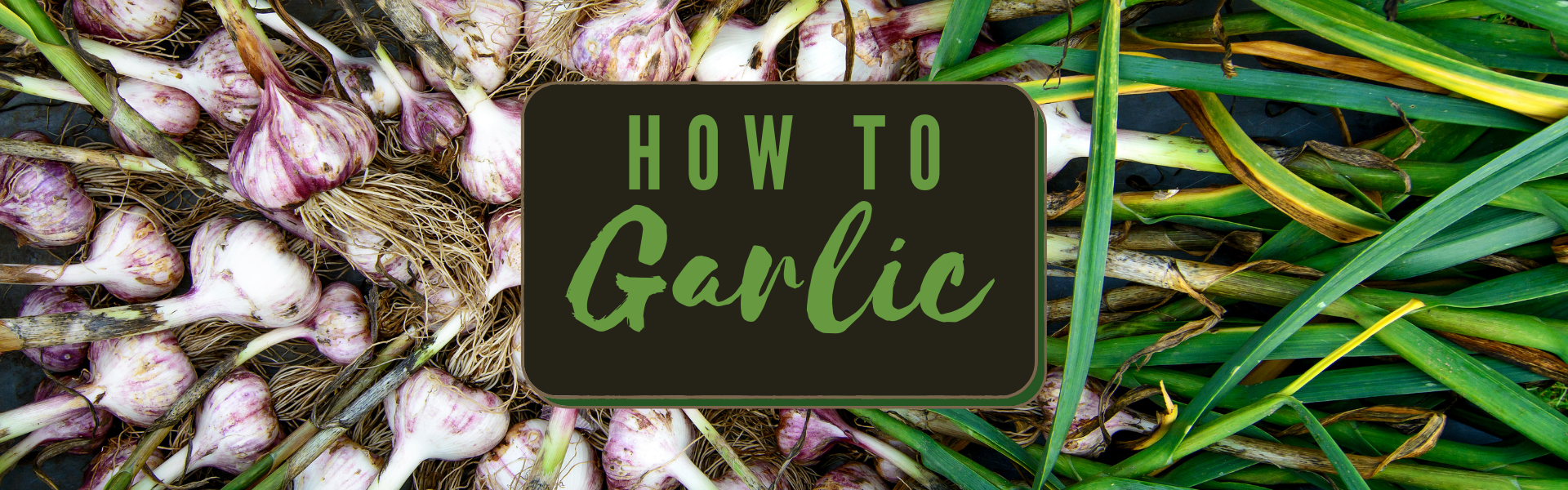 how to garlic