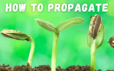 How To Propagate