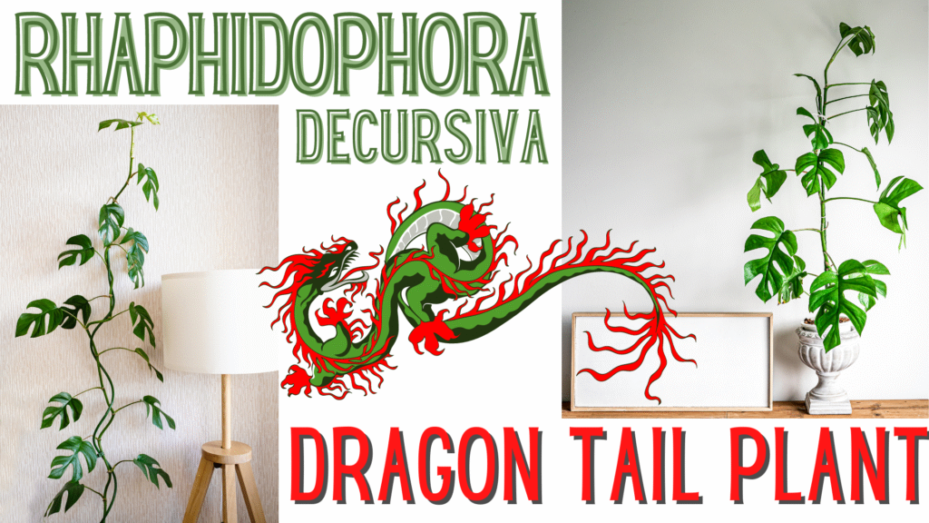 Rhaphidophora decursiva - dragon tail plant