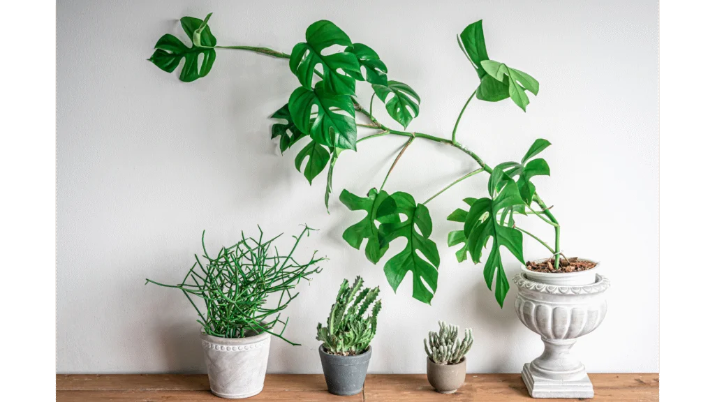 Rhaphidophora decursiva house plants Rhaphidophora decursiva house plants