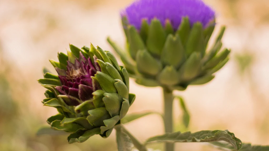 artichoke flowering artichoke flowering