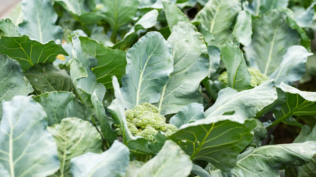 broccoli garden