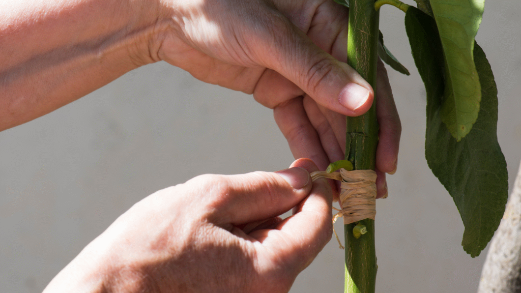 bud grafting