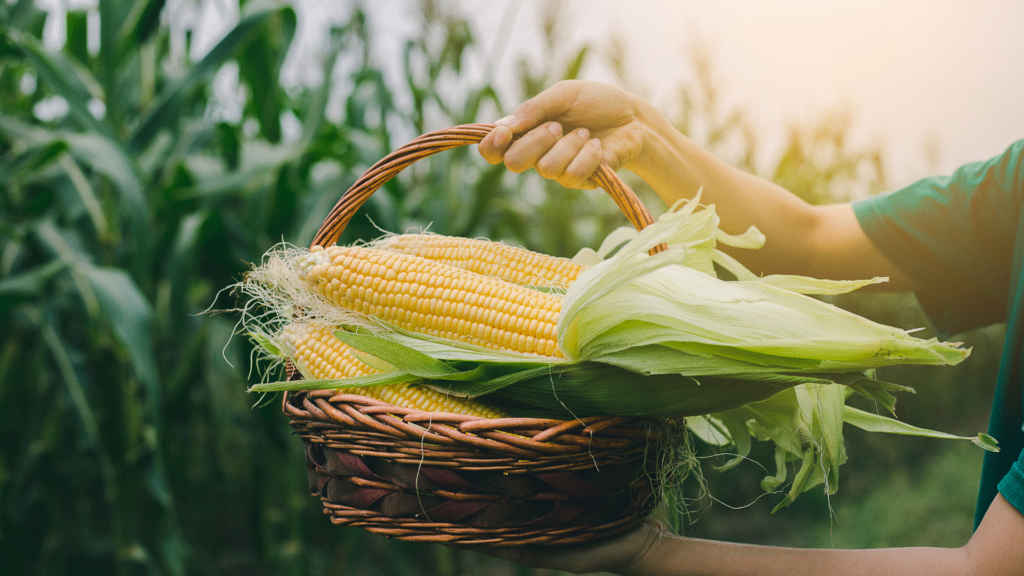 corn in basket corn in basket