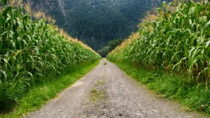 corn pathway mountains corn pathway mountains