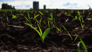 corn sprouts in a field corn sprouts in a field