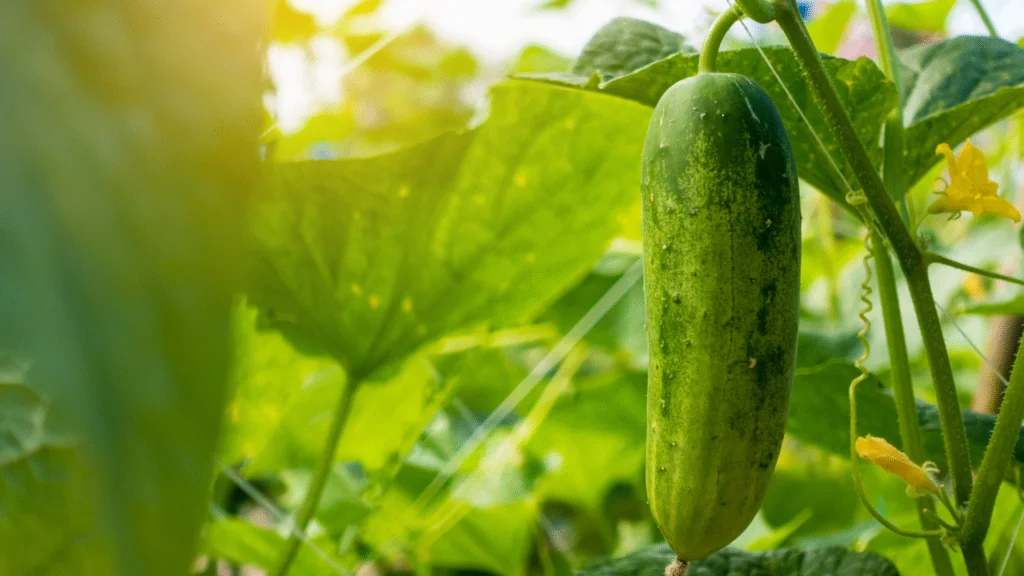 cucumber on the vine in a garden cucumber on the vine in a garden