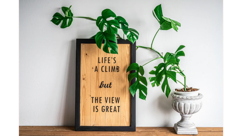 dragon tail plant great view sign.png Rhaphidophora decursiva house plant with sign saying "life is a climb but the view is great"
