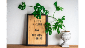 Rhaphidophora decursiva house plant with sign saying "life is a climb but the view is great"