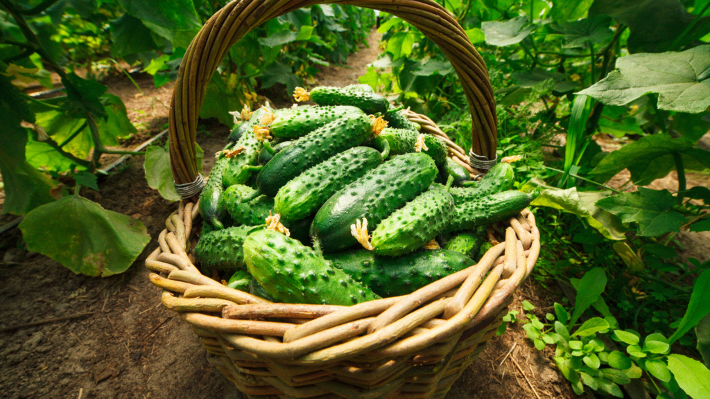 garden cucumber harvest in a basket garden cucumber harvest in a basket