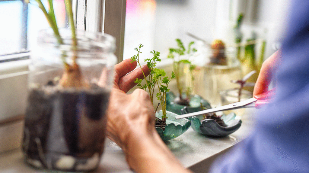 growing veges from cut ends