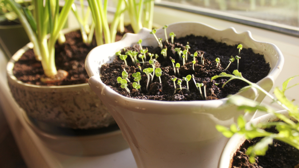 indoor vege sprouts