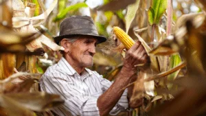 old man corn field old man corn field