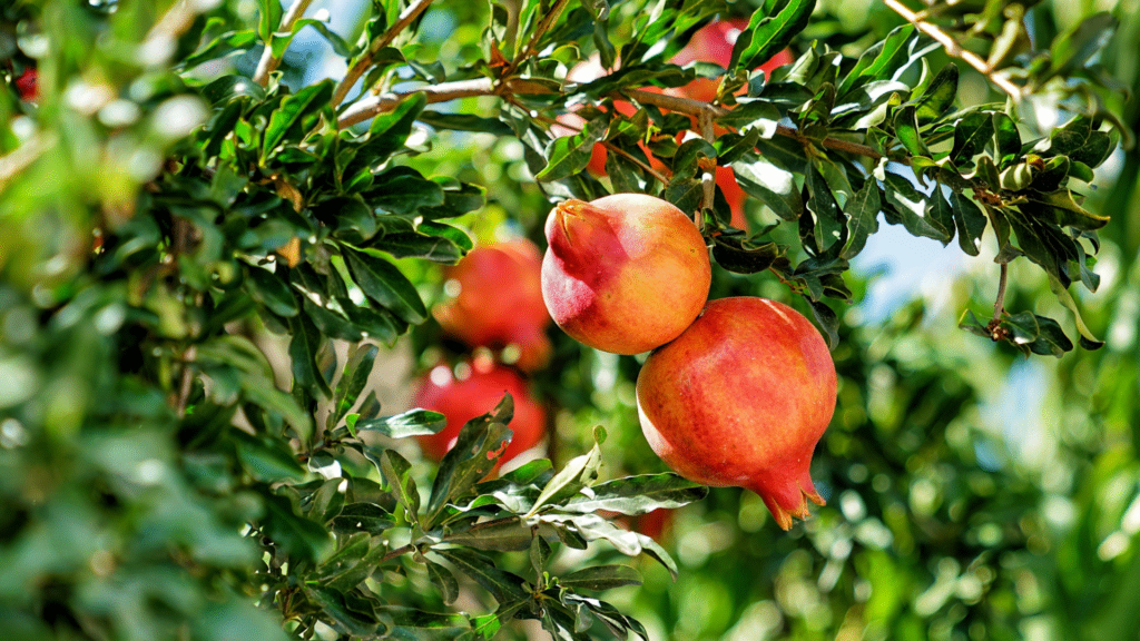 pomegranate on the tree pomegranate on the tree