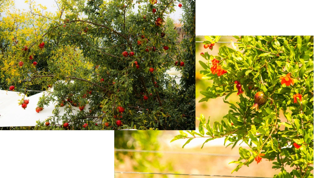 pomegranate tree with blossoms