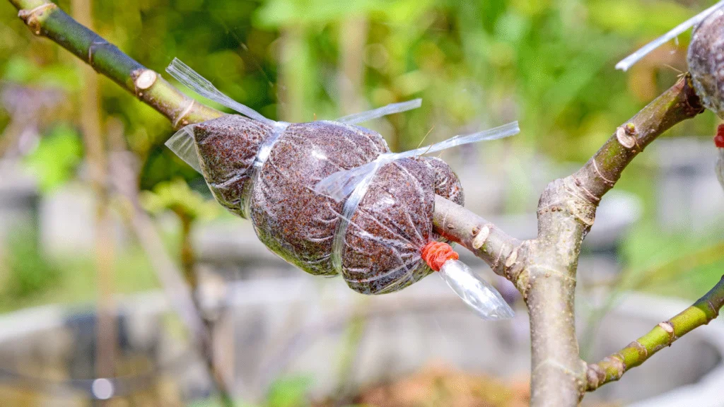 propagation air layering