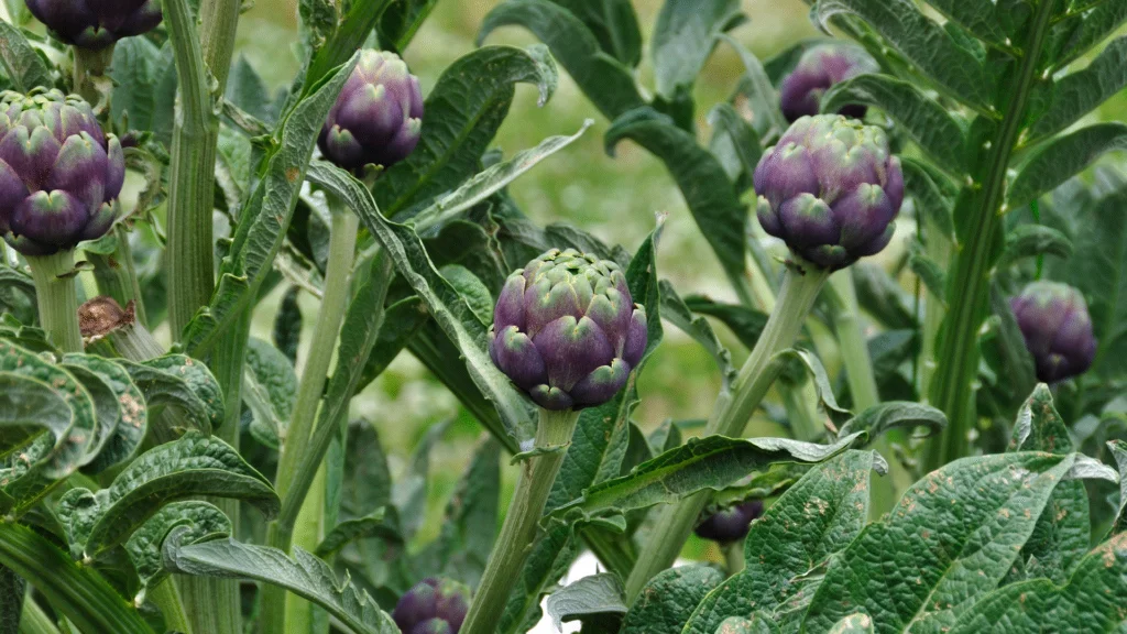 purple artichoke plant purple artichoke plant