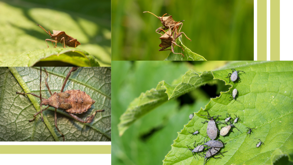squash bugs