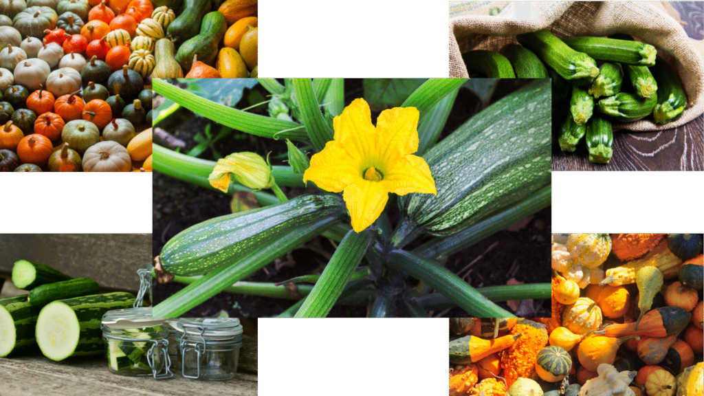 squash varieties
