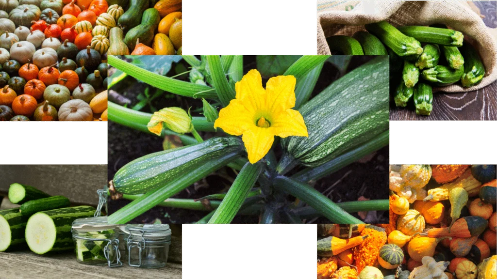 squash varieties