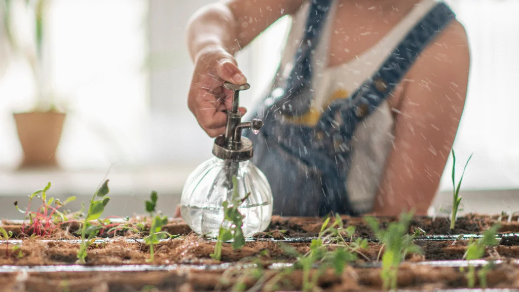 starter plants indoors starter plants indoors