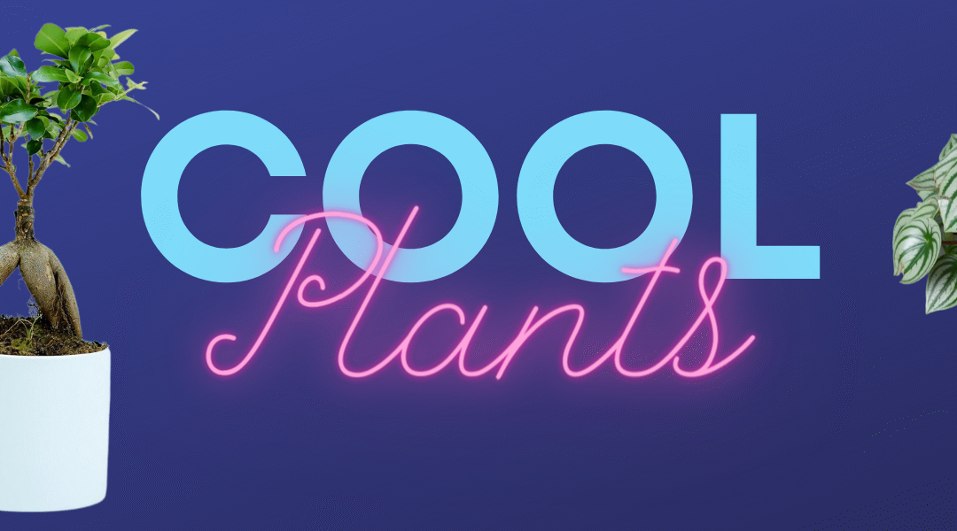 Cool Plants
