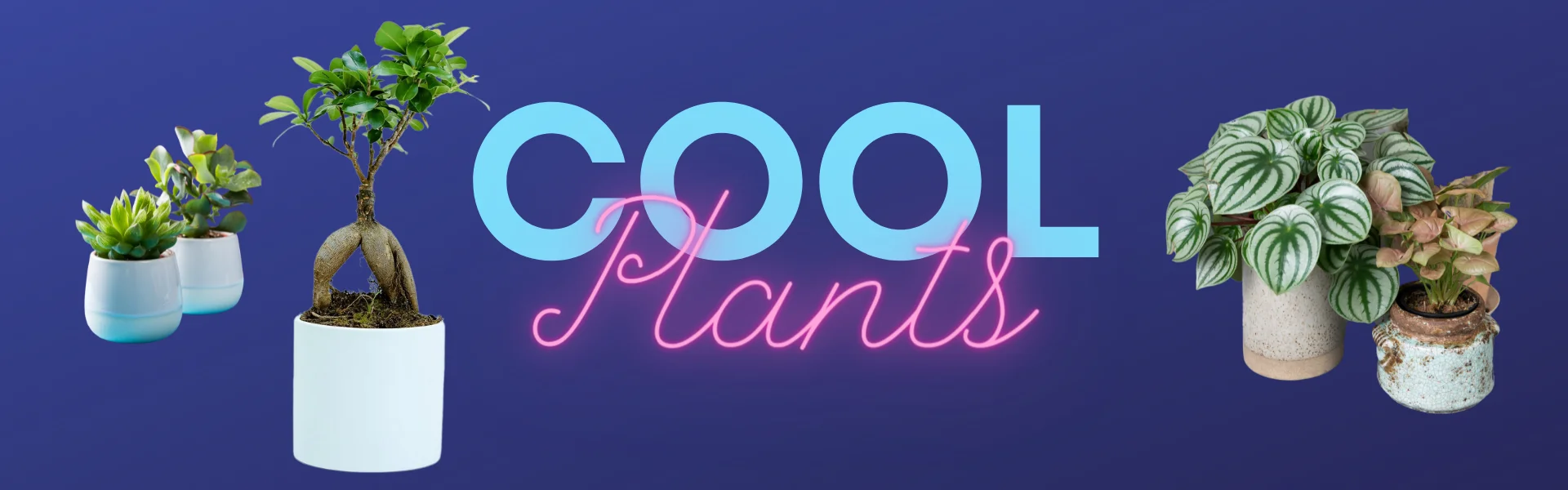 cool plants with pictures of interesting house plants