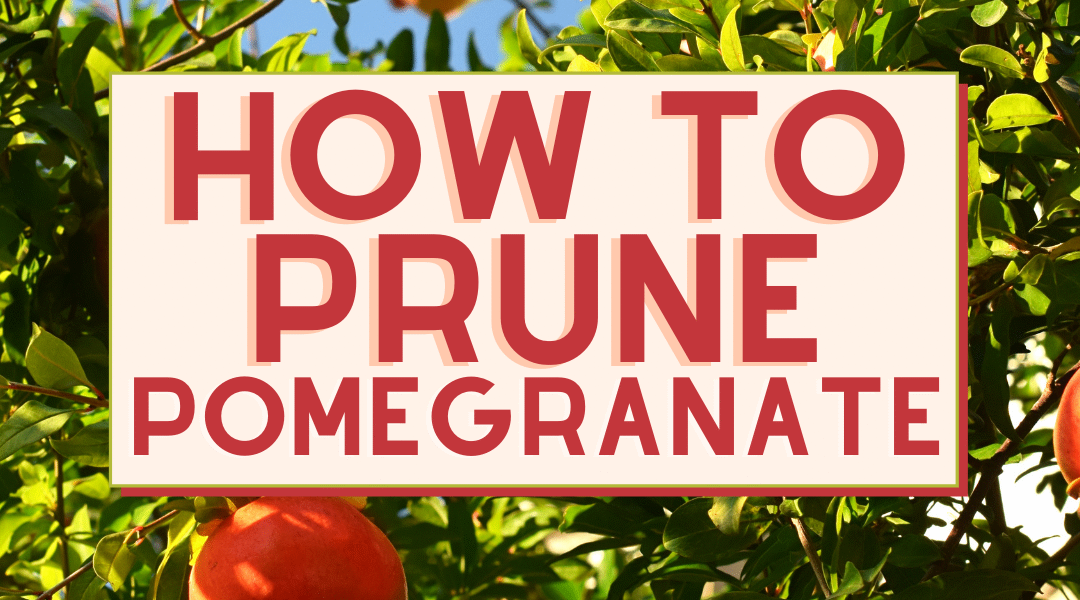 How To Prune A Pomegranate Tree