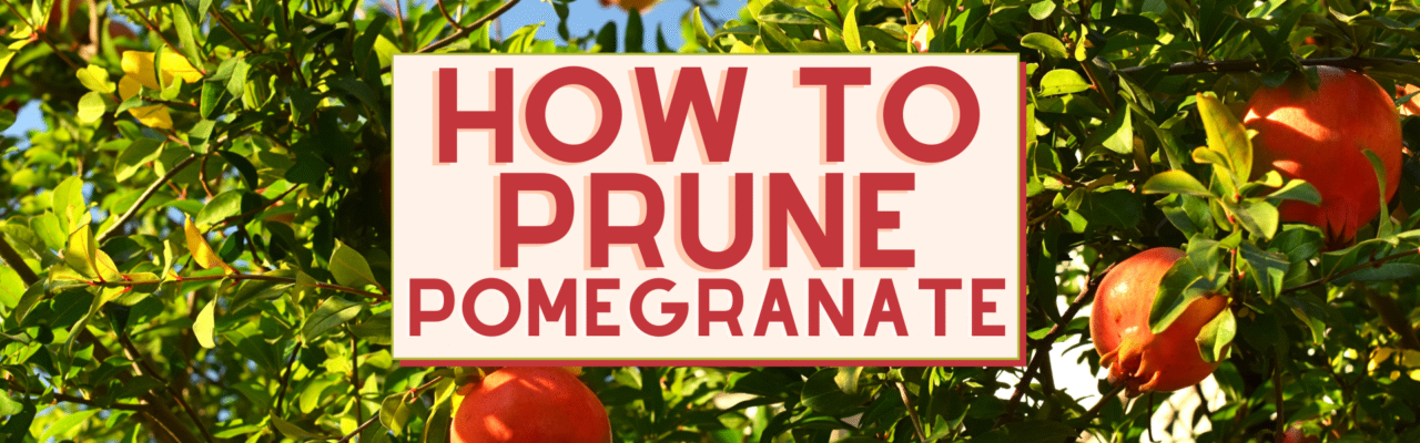 How To Prune A Pomegranate Tree - HowToGro