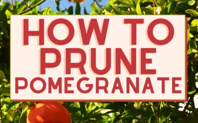 How To Prune A Pomegranate Tree