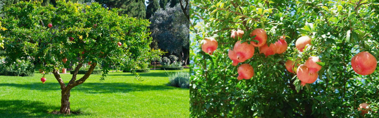 How To Prune A Pomegranate Tree - HowToGro
