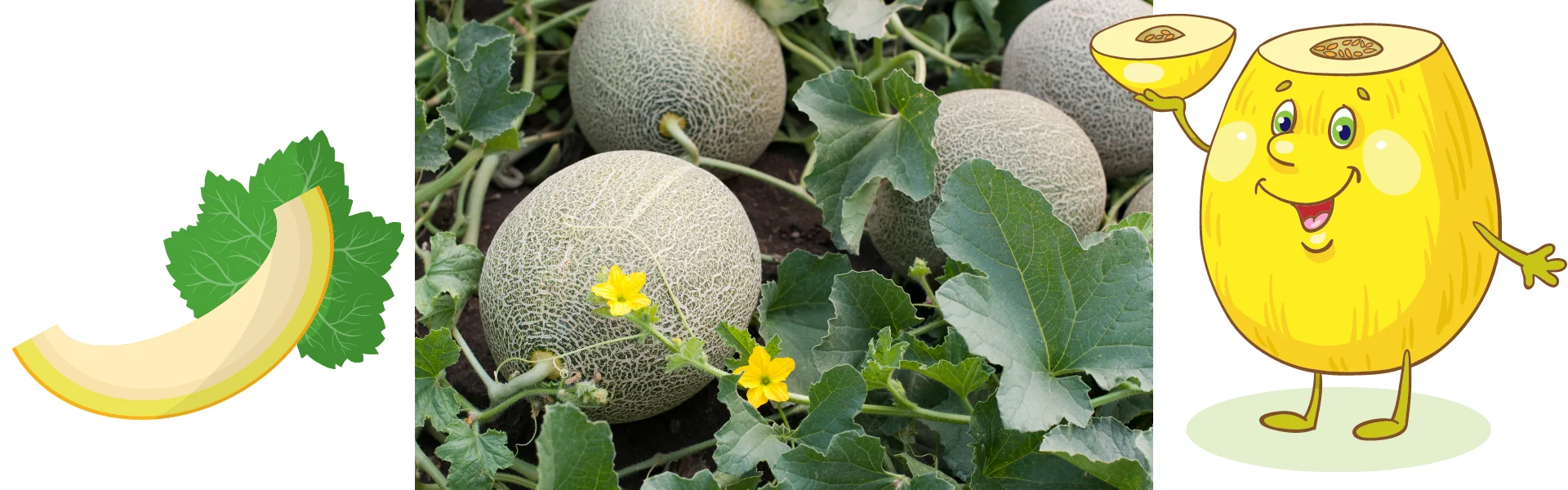 harvesting ripe melons