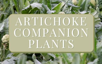 Best Artichoke Companion Plants Guide