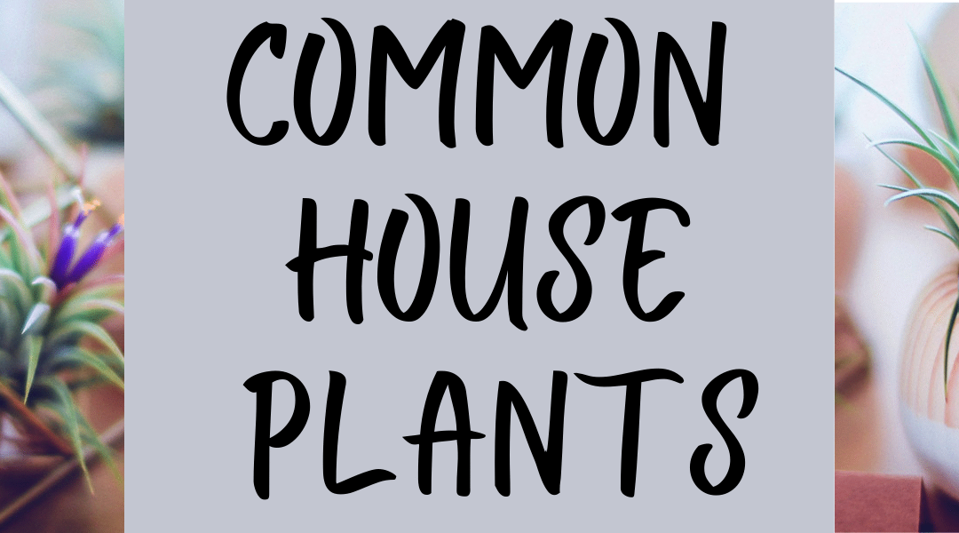 Common Houseplants
