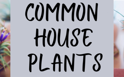 Common Houseplants