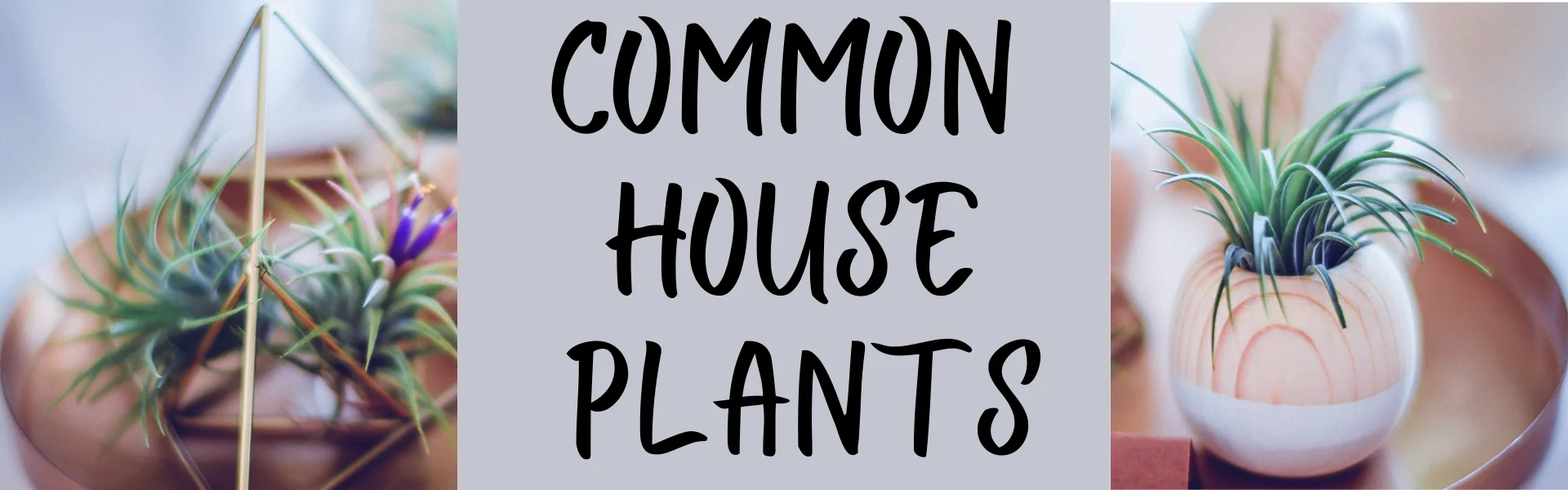 Common House Plants Featured Image Common House Plants