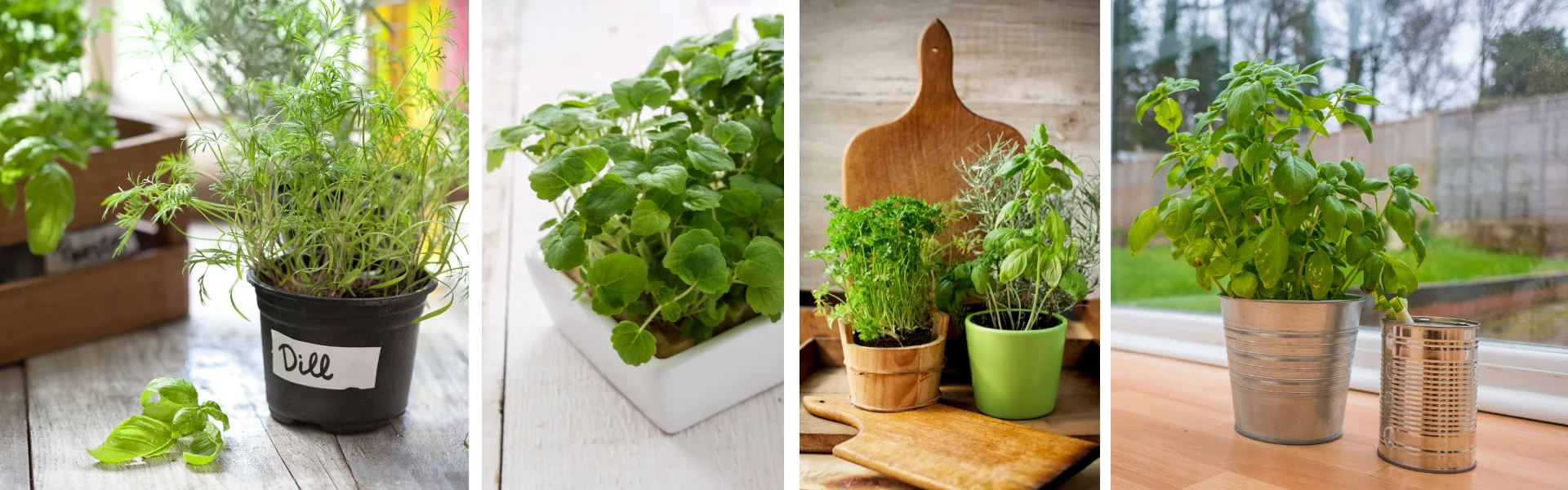 Growing Herbs 1 Growing Herbs