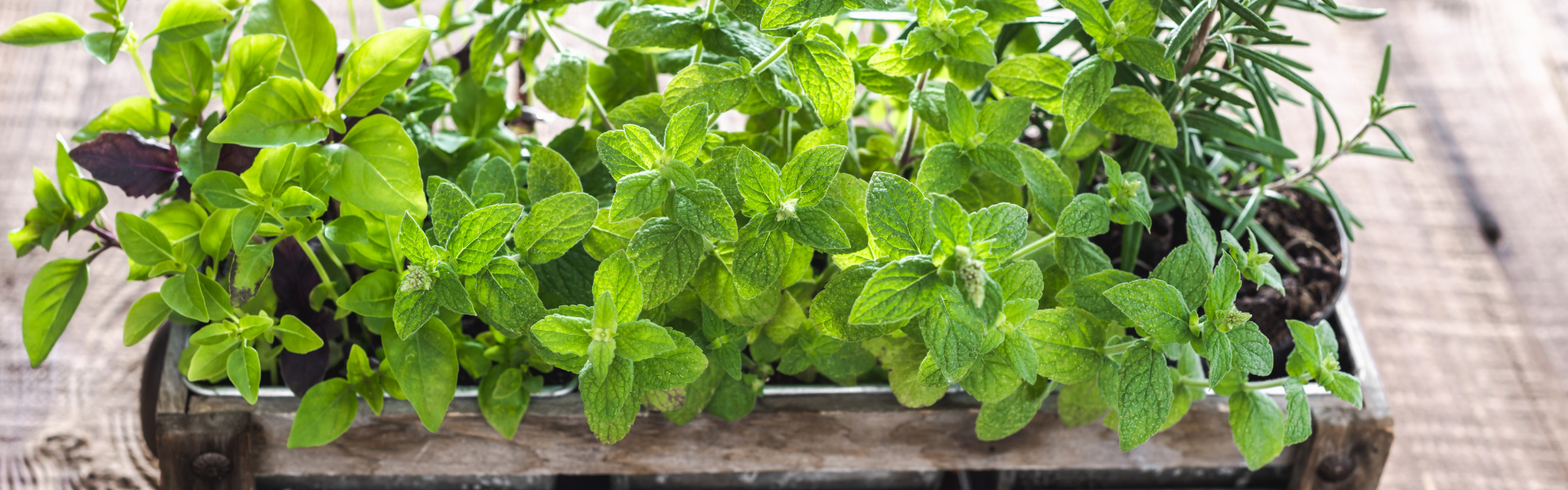 Growing Herbs