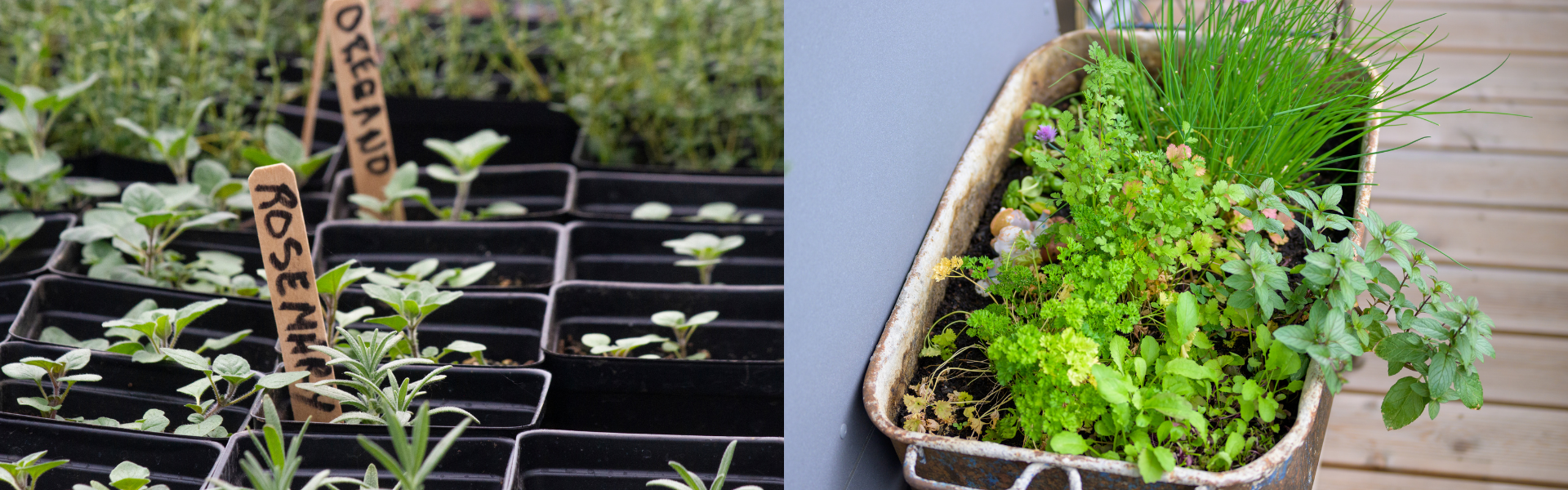 Growing Herbs