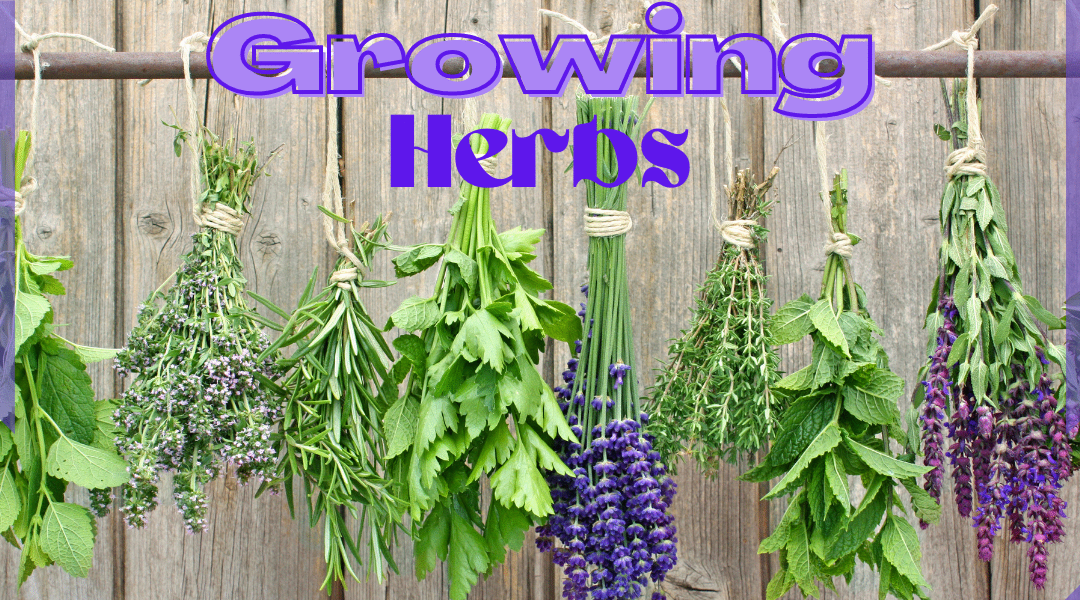 Growing Herbs