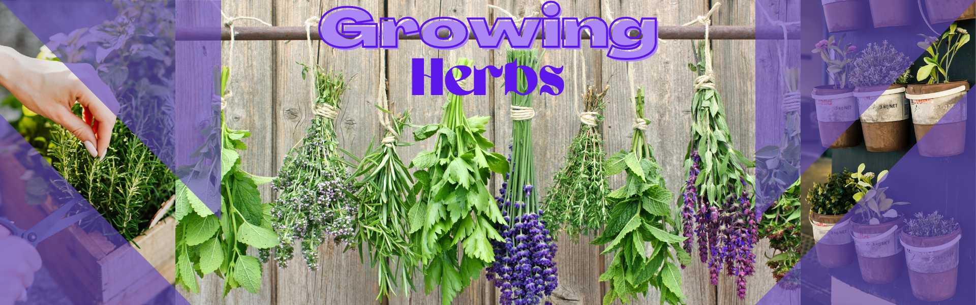 Growing Herbs
