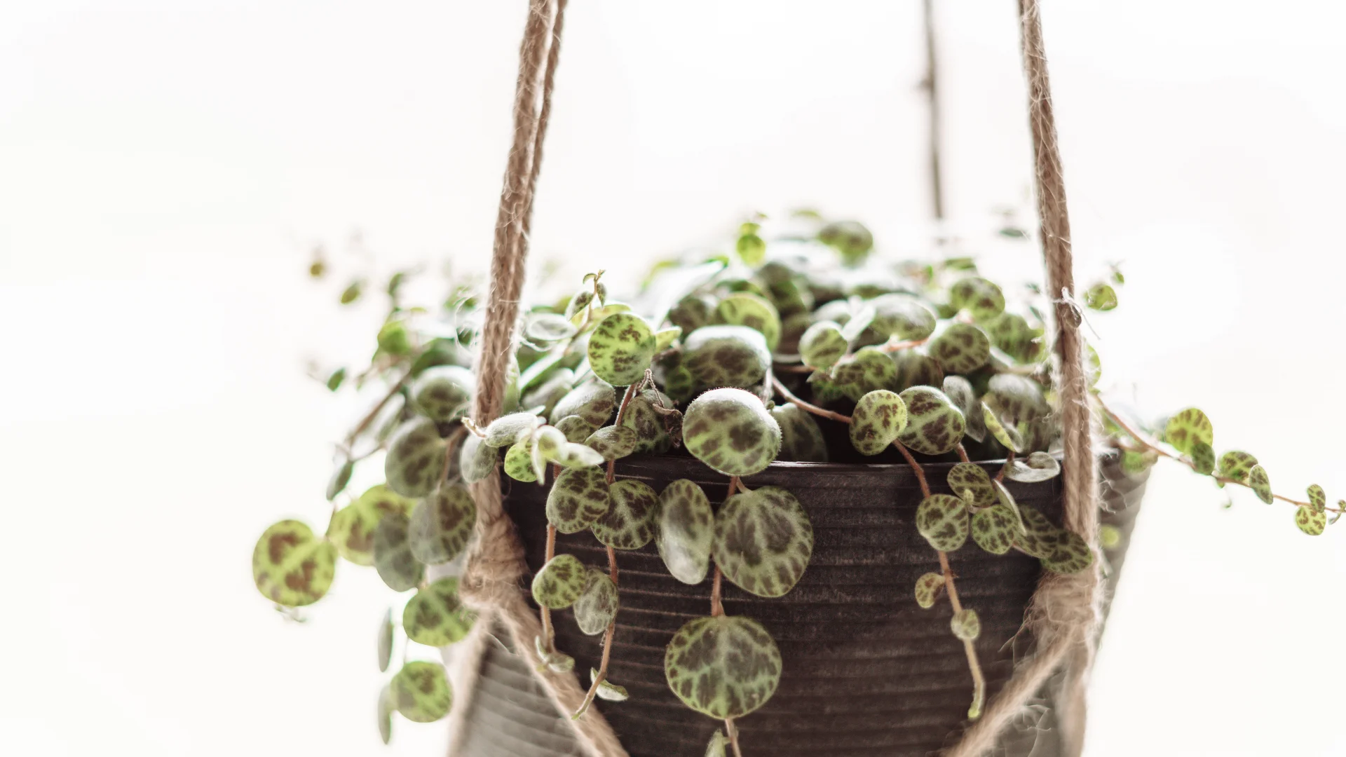 Pictures of Random Plants String of Turtles