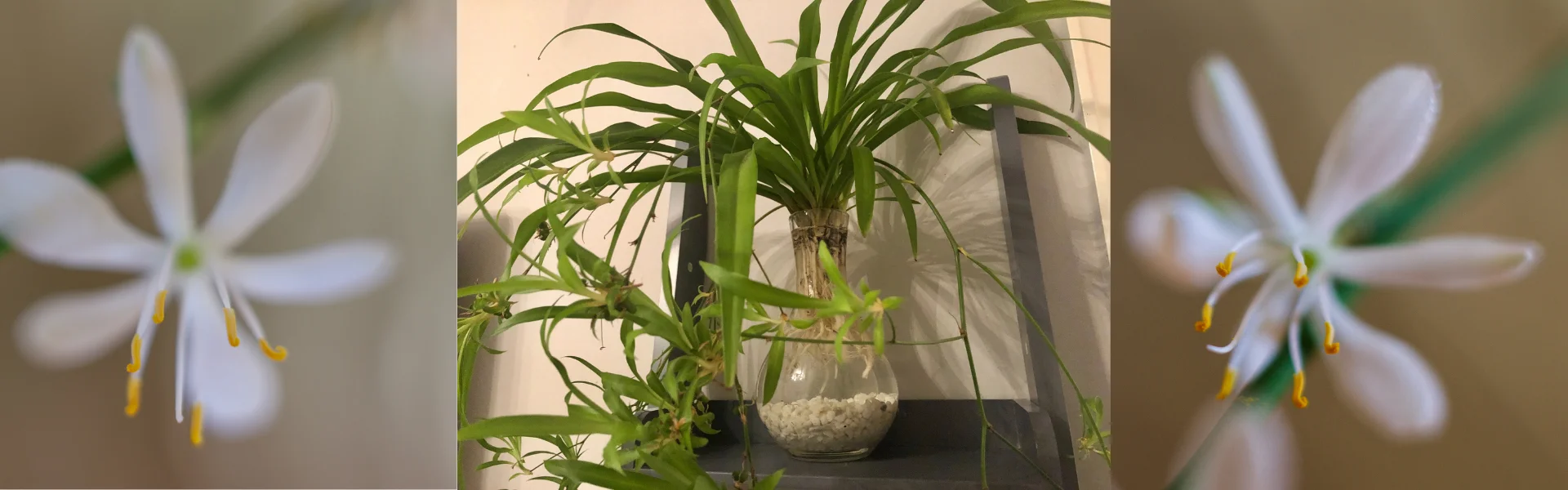 Spider Plant Flower
