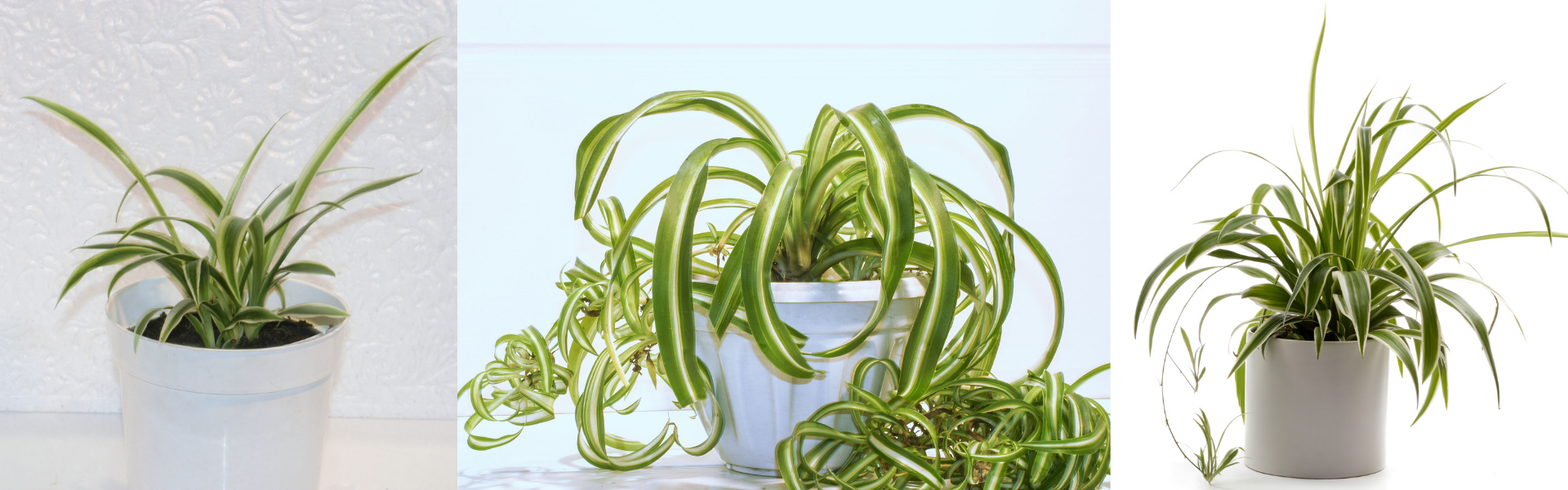 Spider Plants